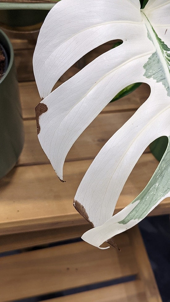 Monstera Albo browning on white part