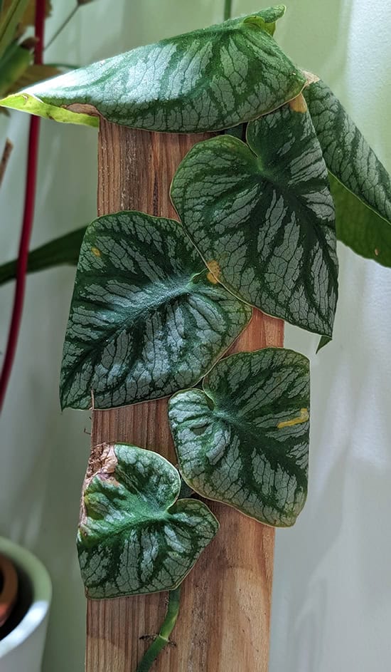 Monstera dubia growing up a flat plank of wood with no extra fixings to hold it in place