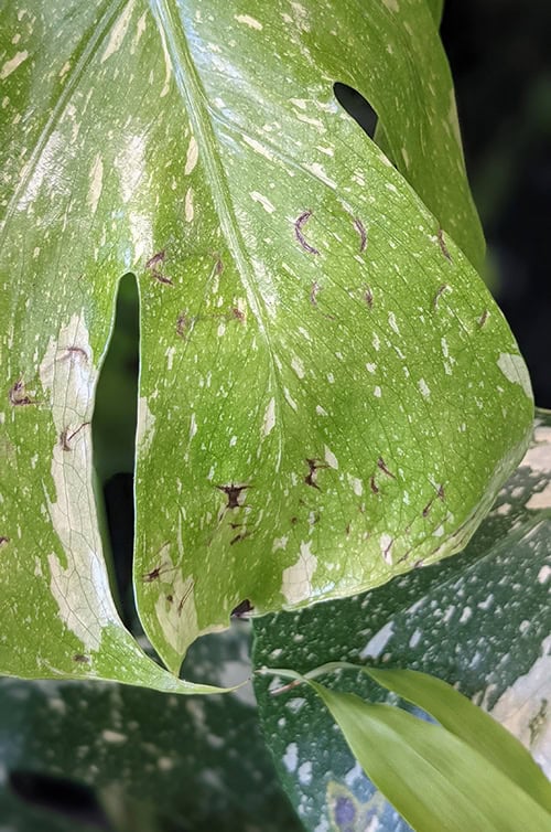 Lots of small brown circles can be seen on a new Monstera leaf