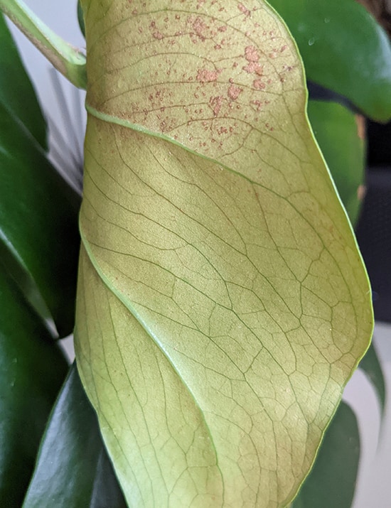 Monstera with damage caused by thrips, the leaves are washed out and you can see scars towards the top of the leaf