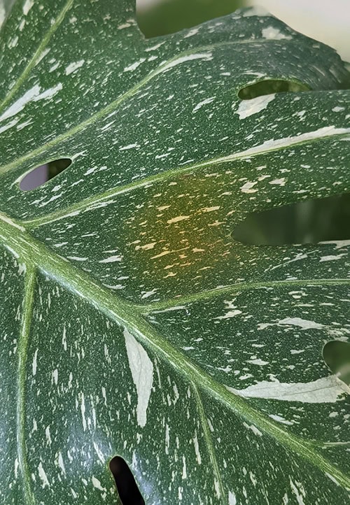 Sun damage causing a burn on a Monstera Thai Con leaf