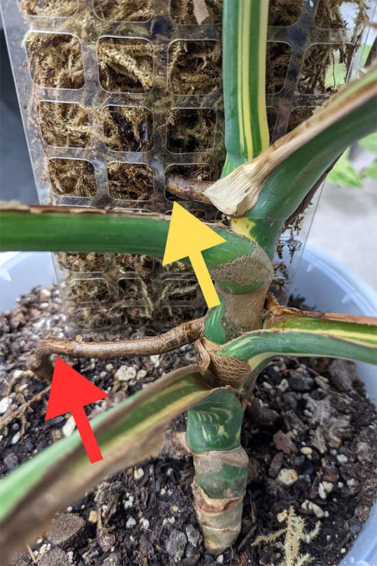 Aerial Roots on a Monstera Thai Con, one is growing into a moss pole and the other into the potting mix, an arrow points to each example
