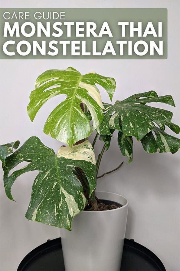 Monstera thai constellation plant growing in a white planter on a black side table