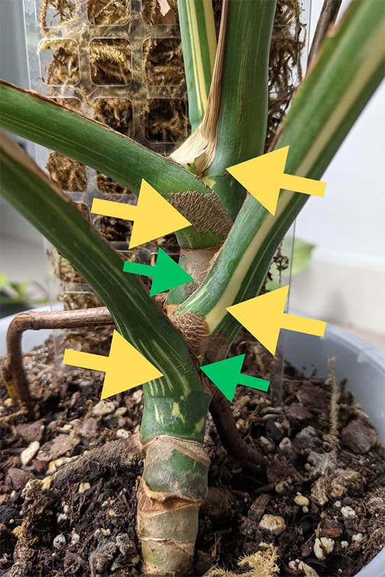 Diagram with arrows showing the close internodal spacing on the stem on a Monstera thai constellation