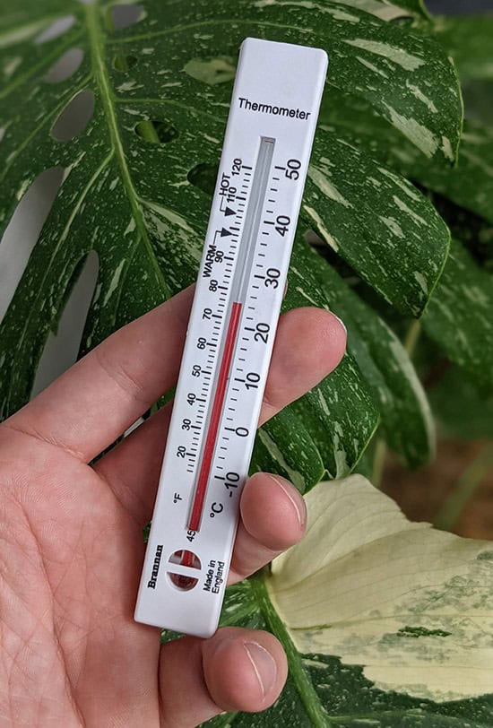A thermometer being held in front of a Monstera plant in the background