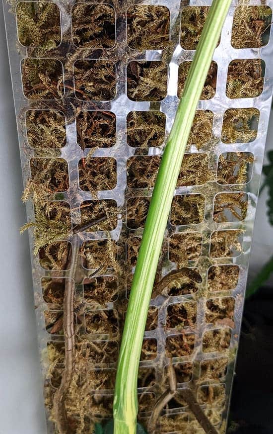 Monstera growing with the support of its aerial roots growing into a moss pole filled with sphagnum moss