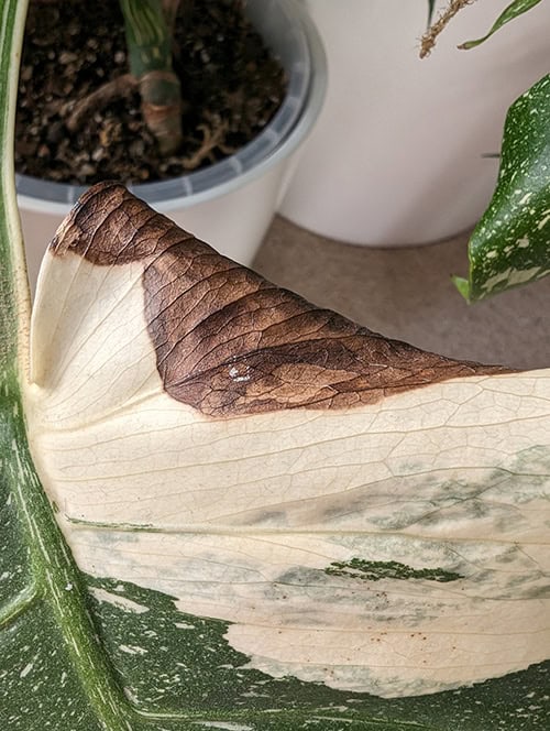 White parts of this Monstera leaf have gone brown