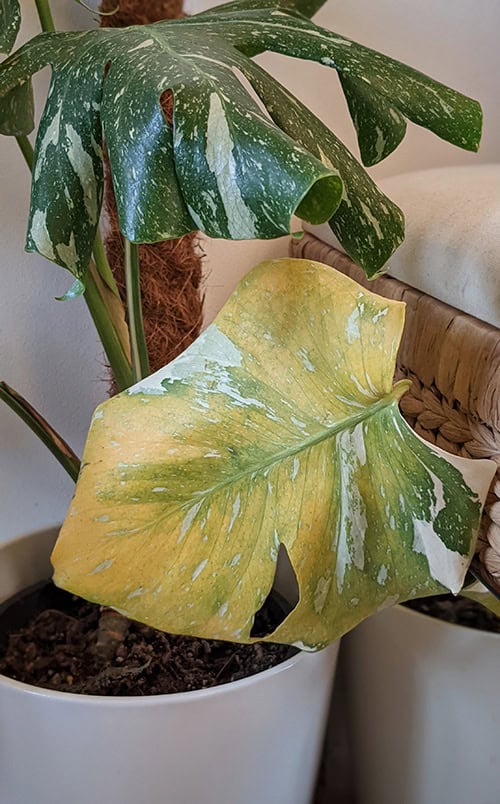 Lower monstera leaf on this plant has gone yellow