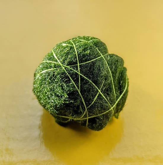 Moss ball tired up with green thread to hold it together