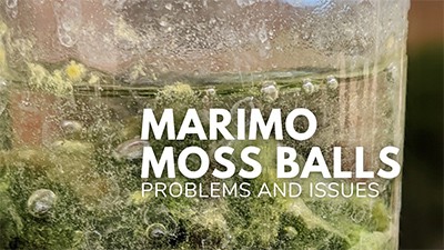 Marimo Moss Ball Care Guide – Planting, Growing, and Propagation