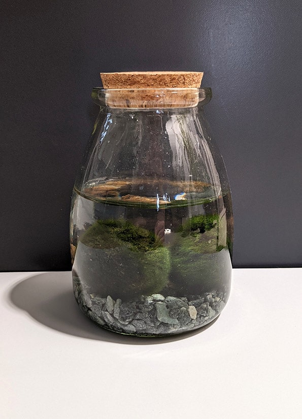 Aegagropila linnaei or Marimo in a closed water terrarium