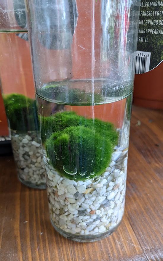 Moss Balls in a glass bottle on a wooden shelf in indirect bright light