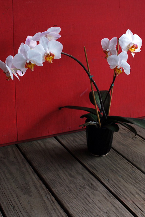 Moth orchid with white flowers next to a red wall