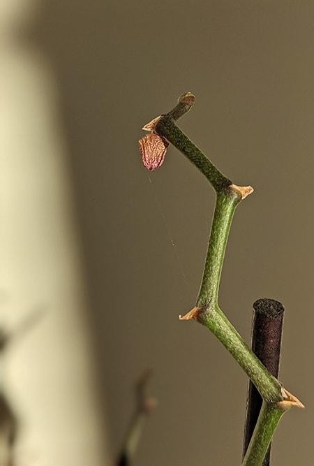 Moth orchid buds falling off