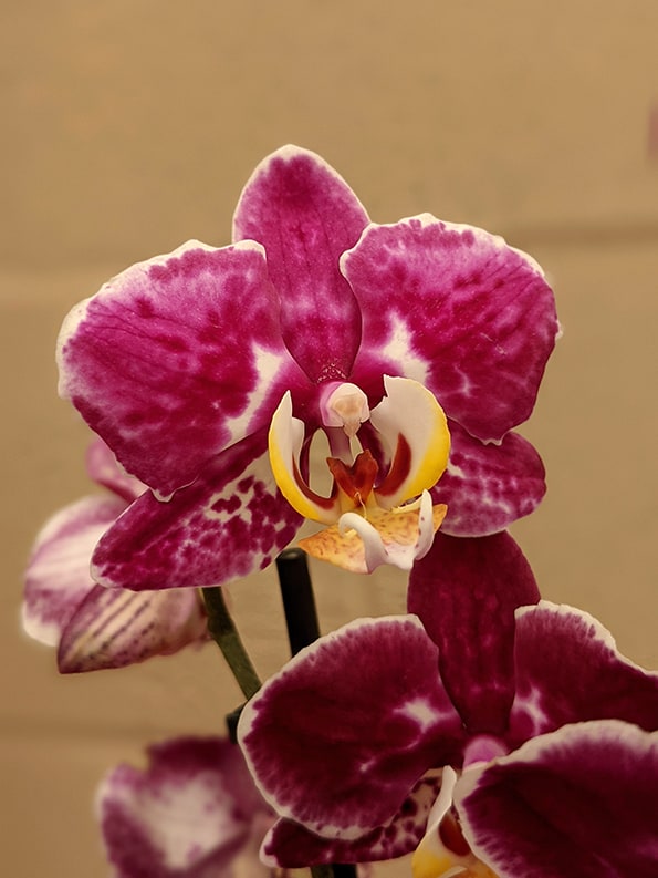 A moth orchid flower with deep pink and white markings
