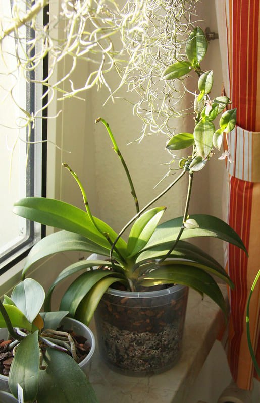 A number of keiki on Phalaenopsis mother plant at different stages development stages