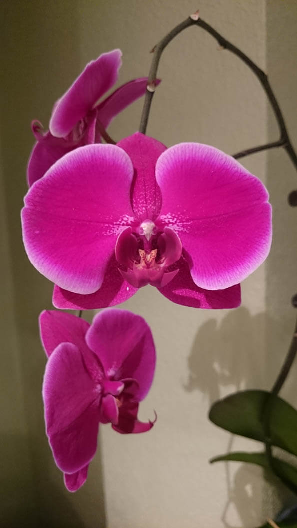 Photo showing the purple phalaenopsis orchid in bloom