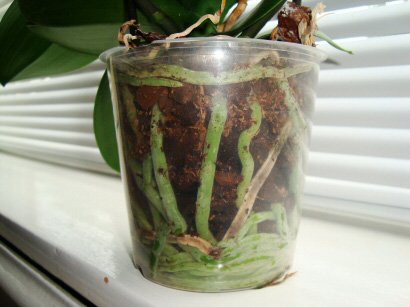 Green roots of a Moth Orchid showing through a clear plastic pot