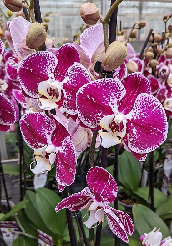 Moth Orchid with pink and white flowers
