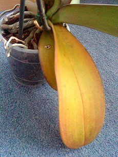 Moth orchid with yellow leaves