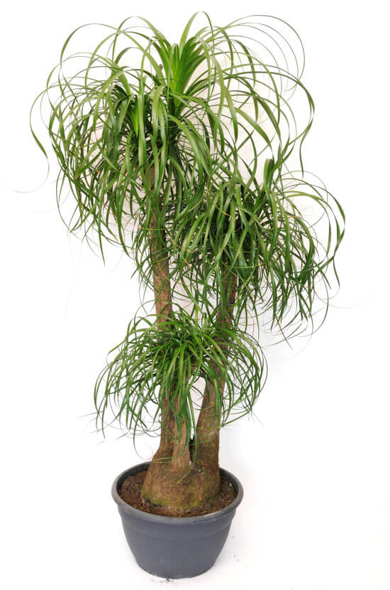 40-50cm Potted Ponytail Palm Beaucarnea Recurvata Indoor Plant Gift 