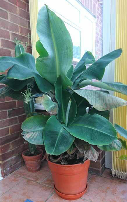 Banana plants grown as houseplants thrive in humid and brightly lit areas like conservatories and garden rooms
