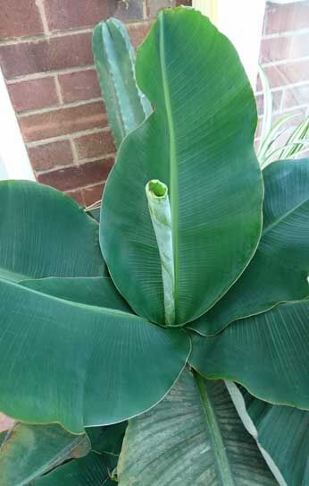 A Banana houseplant grown well, like this one, will produce up to one new leaf each week