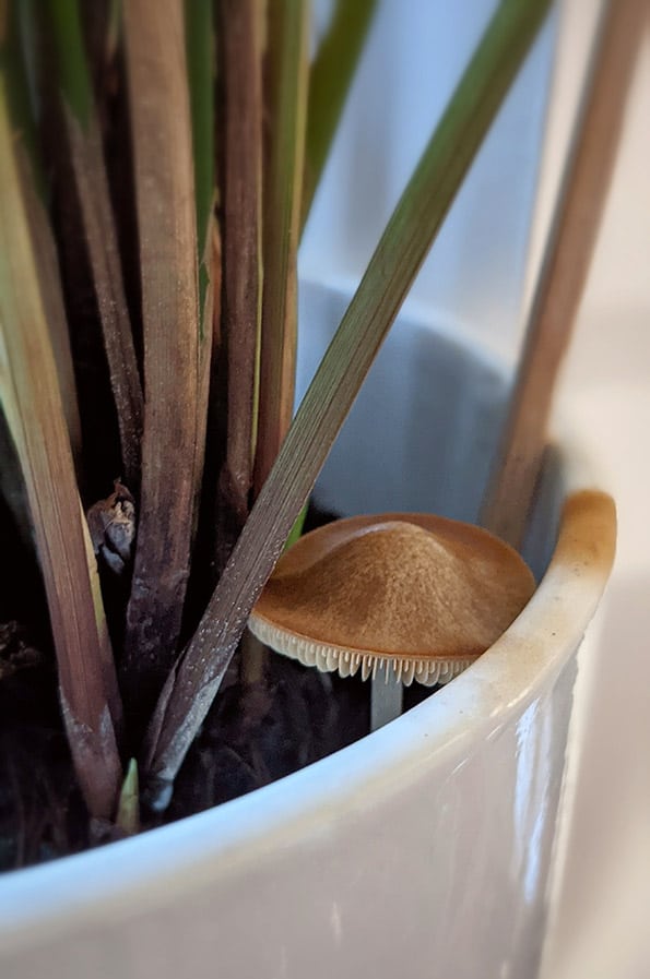 flowerpot parasol with a brown cap growing in a white houseplant planter