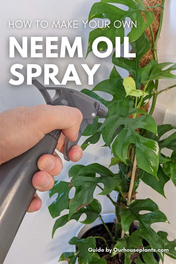A homemade neem oil spray being used on a Rhaphidophora Tetrasperma (Mini Monstera)