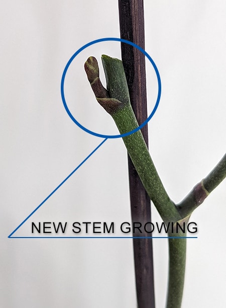 New flowering stem growing from the node a few weeks later