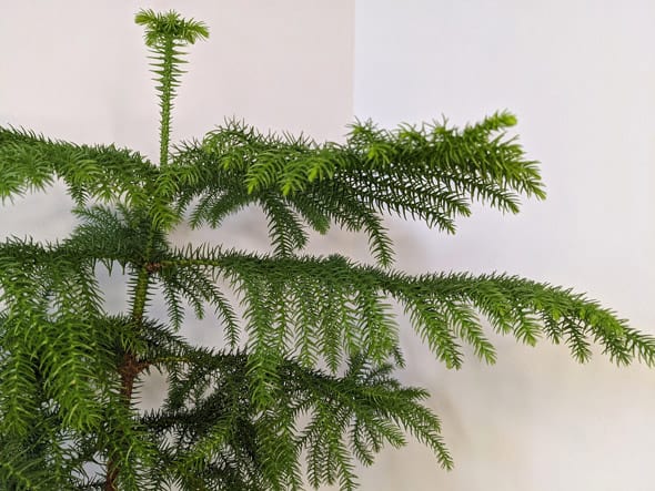 Close up shot showing how the branches grow to give the plant a geometric pagoda like shape