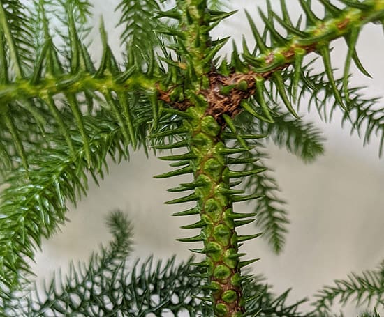 Brown corking on a Norfolk Pine branches