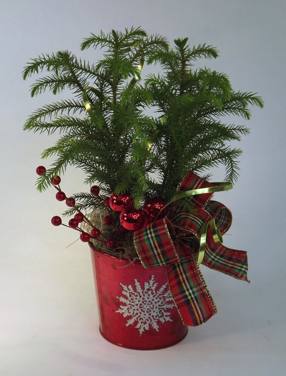 Photo of a decorated Norfolk Pine with Christmas seasonal items Credit to Flower Factor - Blumz by JRDesigns in metro Detroit USA