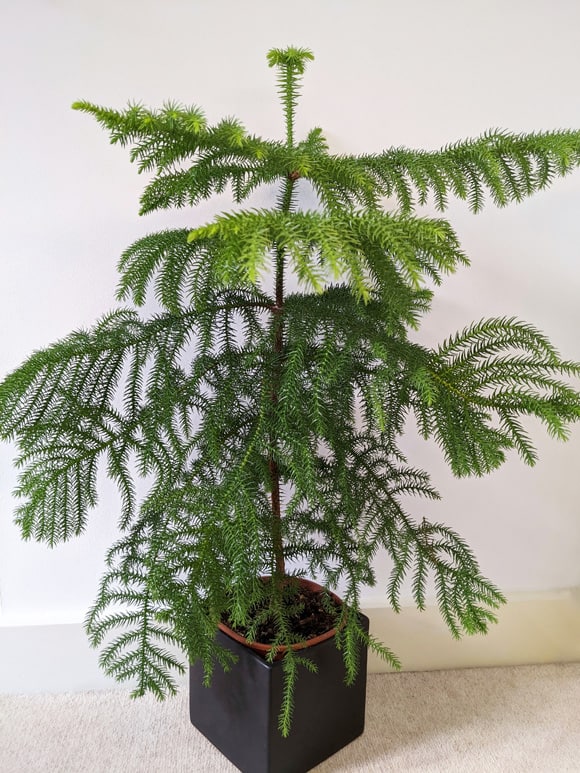 A Norfolk Island Pine (Araucaria heterophylla) being grown as a houseplant in a black pot next to a white wall