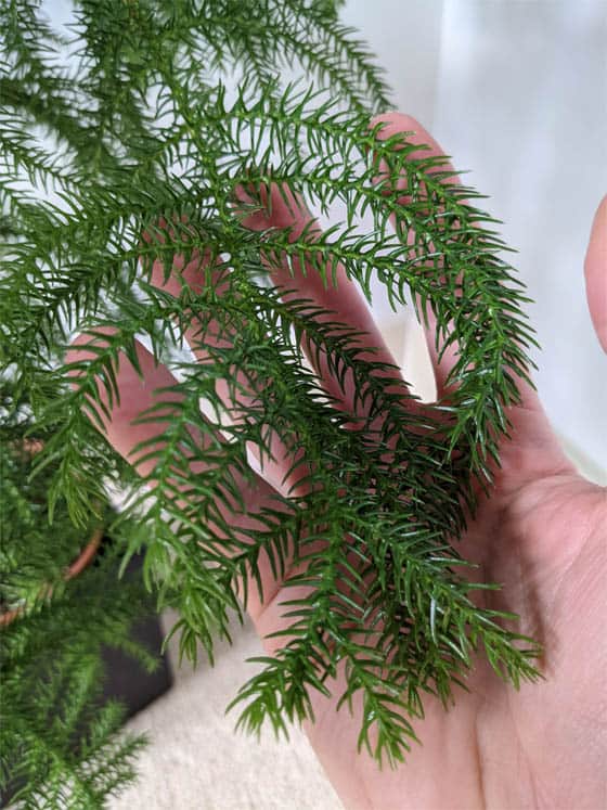 Holding the leaves and branch of a Norfolk Island Pine