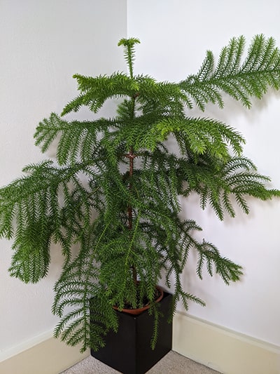 Norfolk Island Pine in a black pot on a cream rug