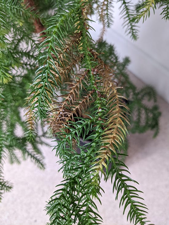 Brown sections of leaf on a Norfolk Pine