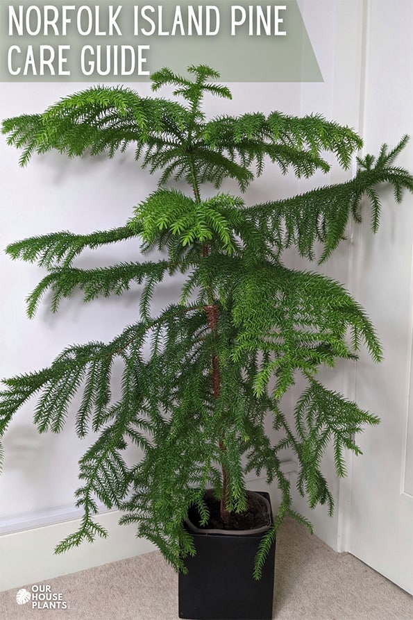 A Norfolk Island Pine in a black pot against a living room wall, a text overlay reads Norfolk Island Pine care guide