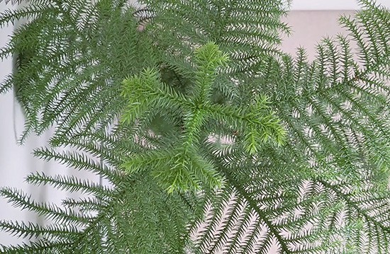 The Norfolk Pine from above to show the star like shape of the branching stems