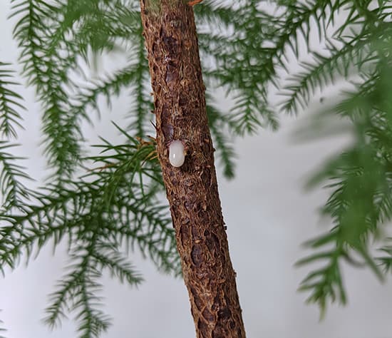 White sap oozing from the stem