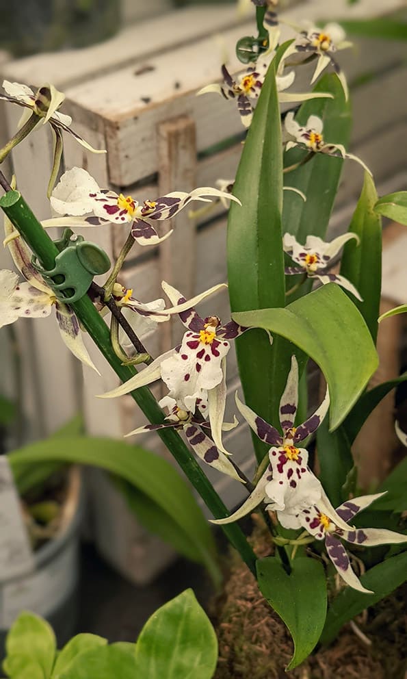 oncidium orchid showing off 12 white and purple blooms on a long flowering stem