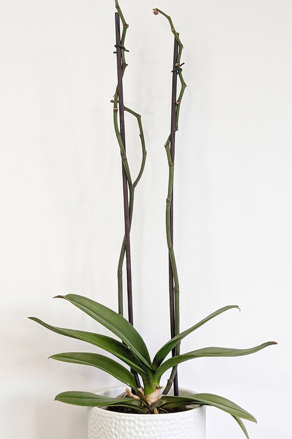 orchid plant with no flowers on the bloom spike