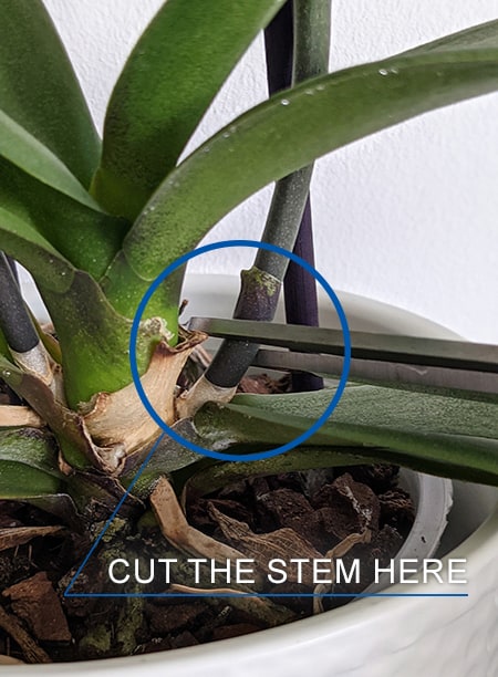 Scissors about to cut the flowering spike on moth orchid