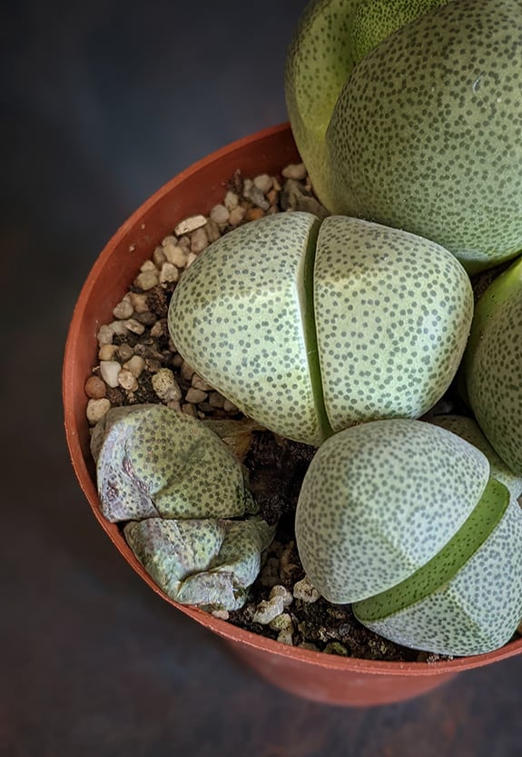 Overwatered Lithops Living Stones