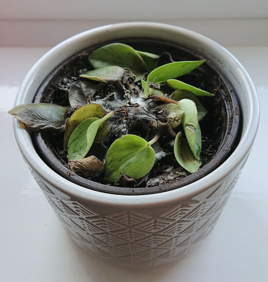 This Pilea houseplant has had too much water