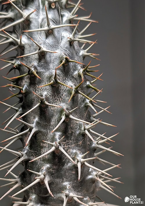 Macro close-up of the sharp, hooked spines on a Madagascar Palm (Pachypodium lamerei) trunk, illustrating the plant's natural defense mechanism Macro close-up of the sharp, hooked spines on a Madagascar Palm (Pachypodium lamerei) trunk, illustrating the plant's natural defense mechanism