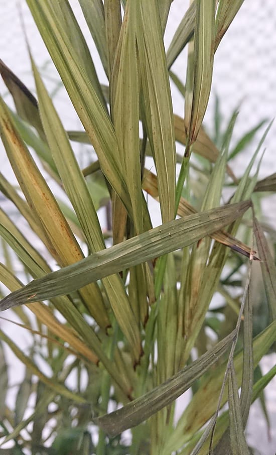 parlour palm ravaged by thrips