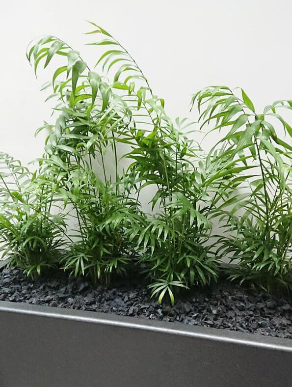 Photo showing the Parlor Palm houseplant in a large grey planter