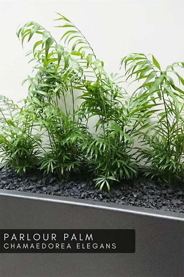 Photo showing the Parlor Palm houseplant in a large grey planter