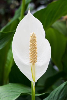 Close up of a Peace Lily Flower
